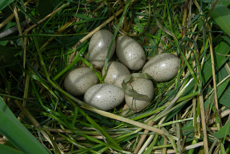 Folaga - Fulica atra